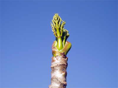 タラの芽